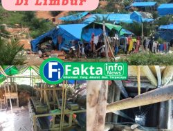 PETI Jenis Lubang Tikus di Limbur Lubuk Mengkuang tidak Tersentuh sama sekali dengan APH”