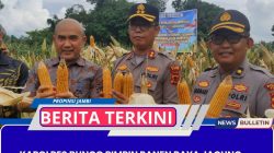 Kapolres Bungo Pimpin Panen Raya Jagung Bersama Forkopimda dan Masyarakat