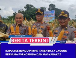 Kapolres Bungo Pimpin Panen Raya Jagung Bersama Forkopimda dan Masyarakat